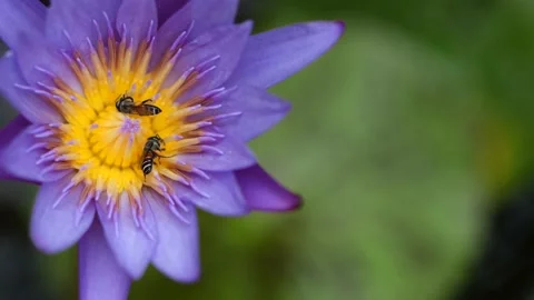 Time-lapse of Bees finding nectar from purple lotus flowers in the summer Stock Footage 150210808