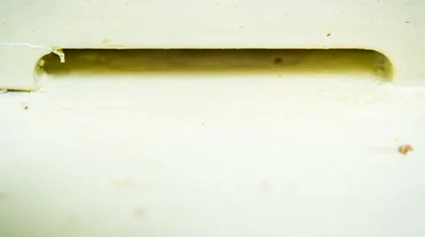 Time lapse - Bees fly from beehive Stock Footage 66209738