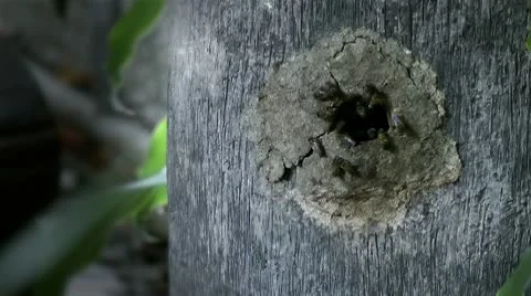 TIME-LAPSE bees in hive Stock Footage 10575996