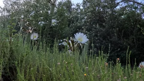 Time-lapse of bees in a white cactus flower, with a large pistil and yellow stam Stock Footage 331963510