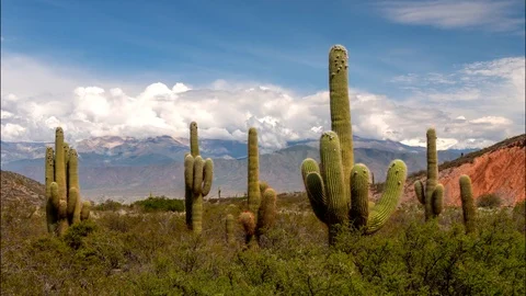 Time lapse of big green cacti with mountains and clouds on background. Los 스톡 동영상 103578434
