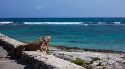 TIME LAPSE of a big iguana resting on the sun Stock Footage 47177640