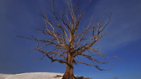 Time lapse of big old tree in winter landscape with light alternity Video stock 47208764