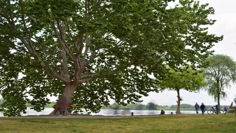Time Lapse: The big tree and the people Stock Footage 76454333