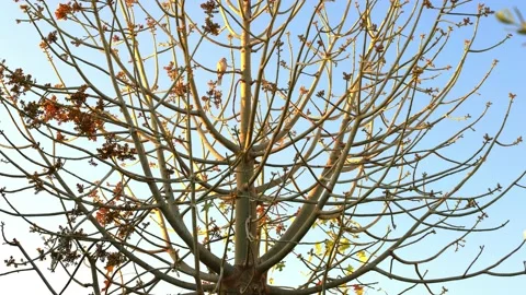 Time lapse of birds on a tree in the rays of sunrise. Stock Footage 179063294