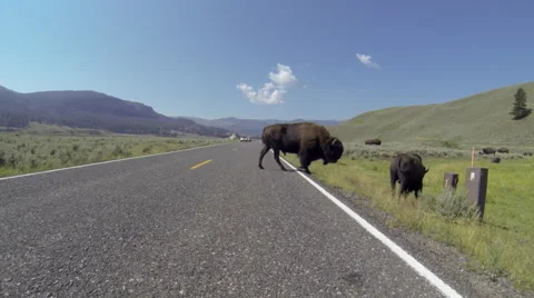 Time Lapse Bison Crossing Road Driving Stock Footage 62817738