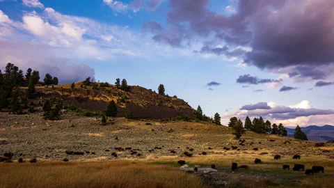 Time-lapse - Bison herd parades in the grasslands at Yellowstone National Park Stock Footage