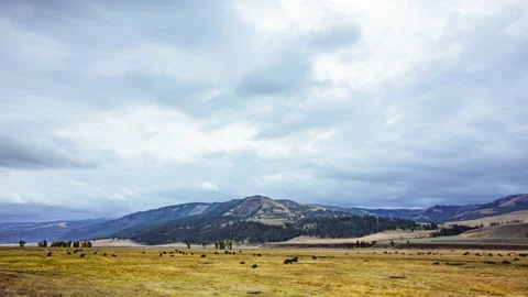Time-lapse - Bison herd parades in the grasslands with mountain landscape with 動画素材 145518436
