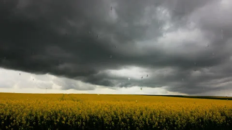 Time lapse. Black clouds and heavy rain over canola field Video stock 24582132