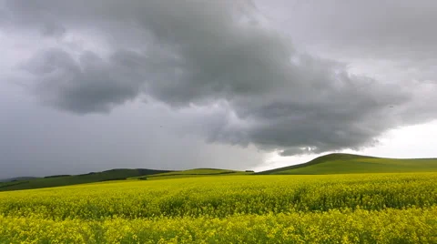 Time Lapse of black clouds flying over the rape field Stock Footage 40670833