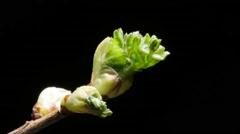 Time lapse of a black current leaf growing, close up Stock Footage 61798232
