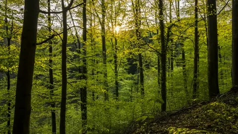 Time Lapse Black Forest Sunset Green Trees Schwarzwald 4K Stock Footage 176838942