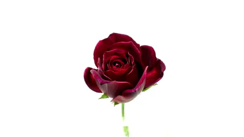 Time Lapse of a "Black" Rose Blooming and Wilting Video stock 209447516