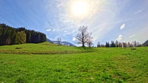 Time lapse of an black tree and hazy golden clouds surrounding the tree Stock Footage 276377489