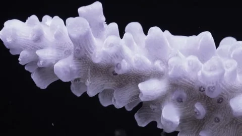 Time lapse of bleaching staghorn coral Video stock 166170376