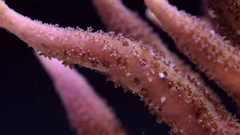Time lapse of bleaching stony coral Video stock 166971729