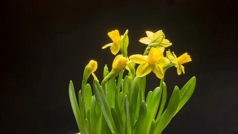 Time lapse of bloom yellow flowers. 스톡 동영상 105165587