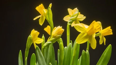 Time lapse of bloom yellow flowers. Stock Footage 105166629
