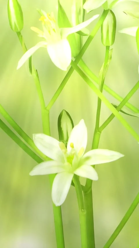 Time lapse of blooming and growing flower Stock Footage 276223571