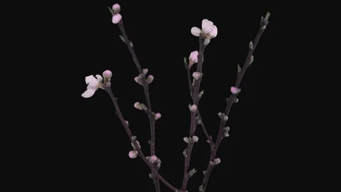 Time-lapse of blooming and rotating peach branches, 3K with ALPHA channel Stock Footage 106750843