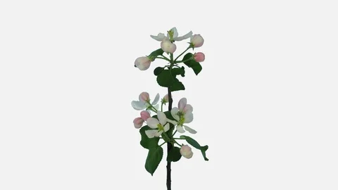 Time-lapse of blooming apple branch, 4K with ALPHA channel Video stock 118002330