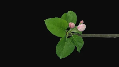 Time-lapse of blooming apple branch with ALPHA channel, vertical orientation Stock Footage 127095928