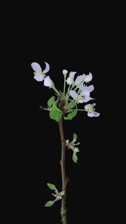 Time lapse of blooming apple branch, vertical orientation Stock Footage 299906644