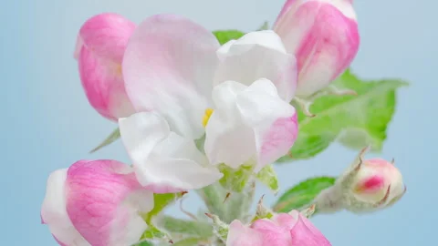 Time Lapse of blooming Apple flowers on blue 動画素材 244314183