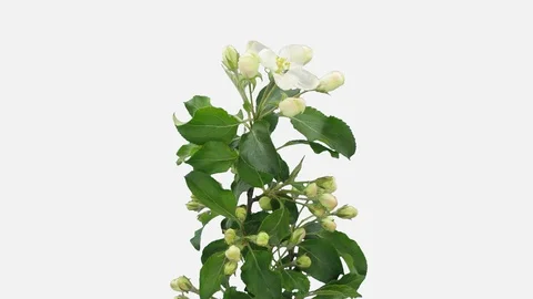 Time-lapse of blooming apple paradise branch, 3K with ALPHA channel Stock Footage 101009956