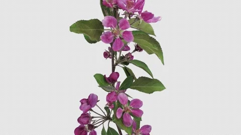 Time lapse of blooming apple paradise branch with ALPHA channel Vídeo Stock 340608812