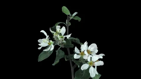 Time-lapse of blooming apple tree branch with ALPHA Stock Footage 72599999