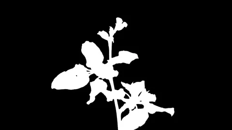 Time-lapse of blooming apple tree branch in RGB + ALPHA  matte format Stock Footage 73411378