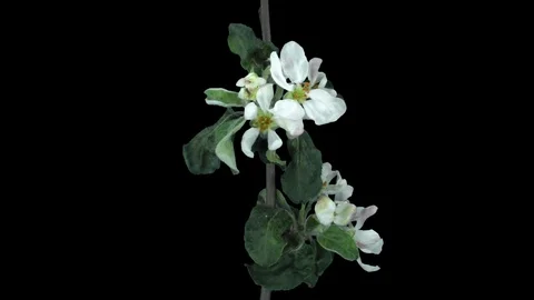 Time-lapse of blooming apple tree branch with ALPHA Stock Footage 75058723
