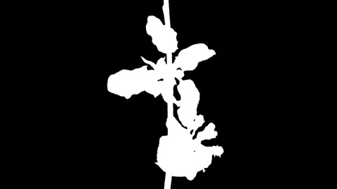 Time-lapse of blooming apple tree branch in RGB + ALPHA  matte format Stock Footage 75663249