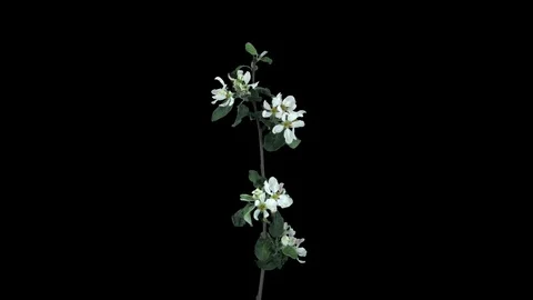 Time-lapse of blooming apple tree branch with ALPHA channel Stock Footage 85114731