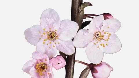 Time-lapse of blooming apricot tree branch ALPHA channel Stock Footage 82000492