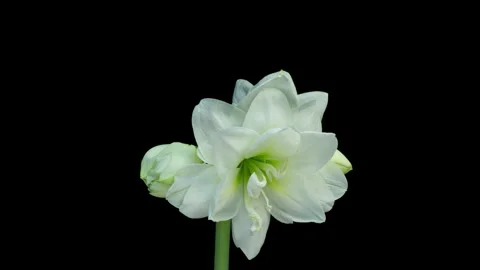Time lapse blooming beautiful white Amaryllis, Hippeastrum flower, macro Stock Footage 240623555