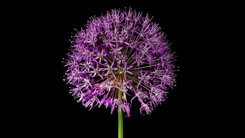 Time Lapse of Blooming Big Violet Allium Christophii Flower Isolated on Bla.. Stock Footage 345214602