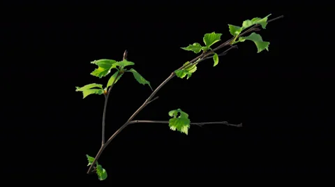 Time-lapse of blooming birch tree branch with alpha Stock Footage 63360553