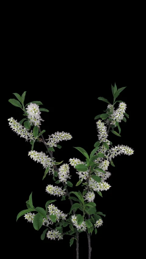 Time lapse of blooming bird cherry branch, vertical orientation Stock Footage 337229225