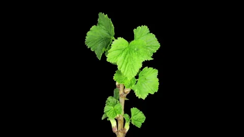Time lapse of blooming black currant branch Stock-Footage 299224049