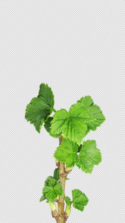 Time lapse of blooming black currant branch with ALPHA channel, vertical Stock Footage 304317304