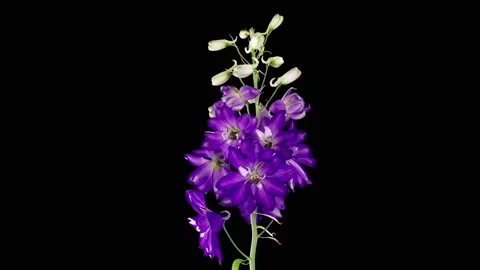 Time-lapse of blooming blue violet delphinium flower isolated on black Stock Footage 161427995