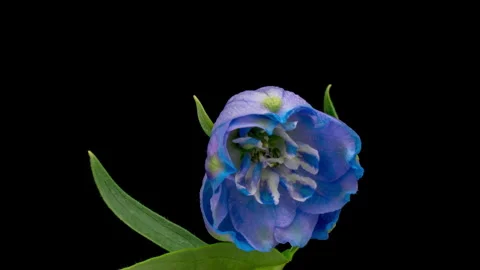 Time-lapse of blooming blue violet delphinium flower Stock Footage 247518991