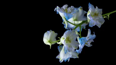 Time-lapse of blooming blue violet delphinium floweron black background. Stock Footage 249098856