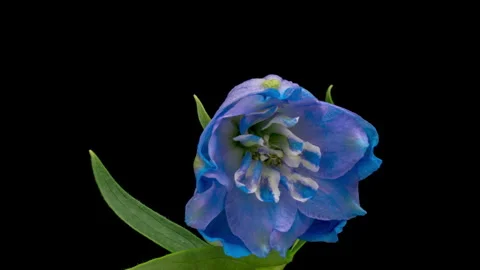 Time lapse of blooming blue violet delphinium flower on black background Stock Footage 250116945