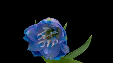 Time-lapse of blooming blue violet delphinium flower Stock Footage 255799561