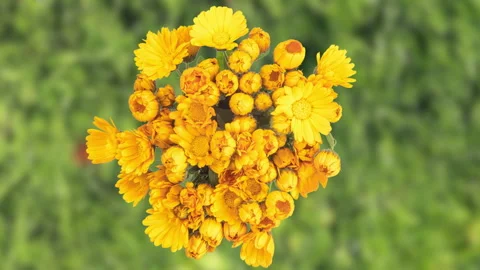 Time lapse of the blooming of a bouquet of calendula, camera rotation, circular Stock Footage 266094155