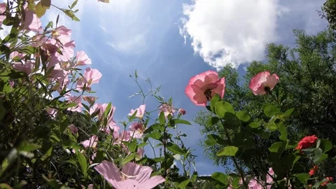 Time-lapse of blooming Bulgarian roses and pink Ipomoea under moving clouds Stock Footage 319055953