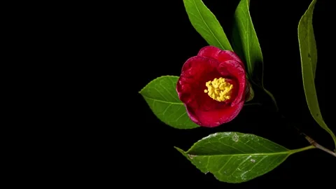 Time lapse of the blooming of the camellia Stock Footage 260984753